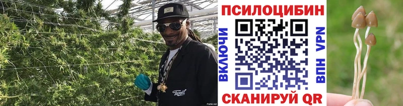 Галлюциногенные грибы Psilocybe  Звенигово 